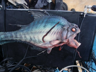 Illustration for article titled Piranha Gallery